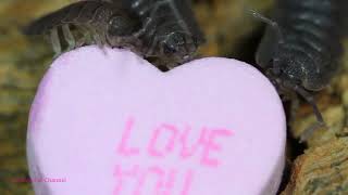 Isopods Eat Valentines Day Conversation Hearts [upl. by Greenburg]