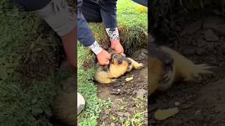 Small Animal Stronger Than Humans shortsvideo [upl. by Layne]