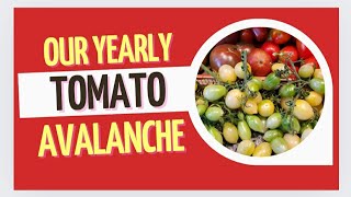 How to Preserve a Tomato Avalanche  One Tomato at a Time 🍅 [upl. by Ahsuatal]