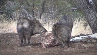 Javelina Eating a Deer Carcass [upl. by Nosnah]