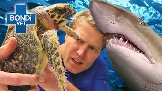 Vets Dive In to Rescue Marine Animals 🦭🦈  Bondi Vet Compilation  Bondi Vet [upl. by Marmawke]