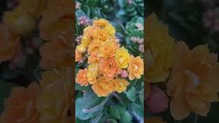 Garden kalanchoe blooming so beautiful shortvideo floweringplant gardenflower flower succulent [upl. by Rimas]