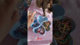 meme catlover ilovemycat viralvideo smartcat [upl. by Nie]