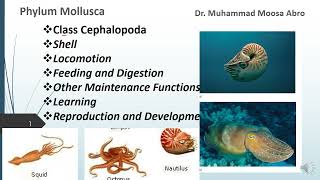 Phylum Mollusca Class Cephalopoda Locomotion Digestion Reproduction Development and learning [upl. by Traver]