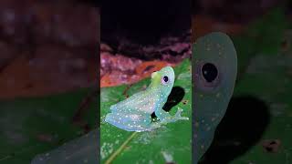 Glass frog [upl. by Dyer]