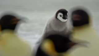 Emperor Penguins Snow Hill 2013 [upl. by Bathsheeb]