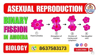 Binary Fission in Amoeba  Asexual Reproduction Biology [upl. by Shelbi43]