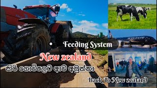 නවසීලන්ත ගොවිපලේ තවත් ලස්සන දවසක් Dairy life New zealand  Travel farmer [upl. by Okubo]