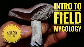 Intro to Field Mycology [upl. by Attenohs]