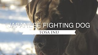 TOSA INU JAPANS NATIONAL FIGHTING DOG [upl. by Halbert778]