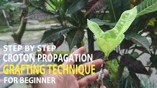 How to graft croton plants Codiaeum variegatum different types l Step by step [upl. by Sesylu]