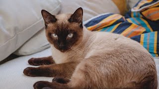 Facts About Siamese Cats [upl. by Madra]