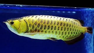 冠軍古典過背金龍魚2017台灣觀賞魚博覽會 Classical back of the dragon fish [upl. by Araes]