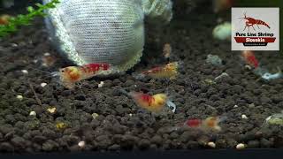 Calceo Bee Golden Dragon Caridina shrimp feeding on Breeders select [upl. by Shayla809]