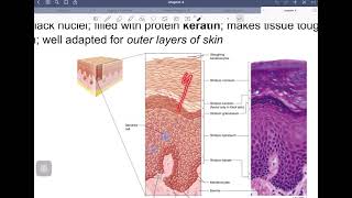 stratified epithelium [upl. by Airdnax]