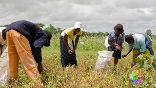 Giving cowpea farmers a choice [upl. by Eronaele]