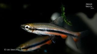 Golden Pencilfish Nannostomus beckfordi  Animalia Kingdom Show [upl. by Adnyl241]