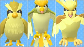 FULL PIDGEY EVOLUTION TEAM Shiny Pidgey Shiny Pidgeotto Shiny Pidgeot Moveset [upl. by Salohci15]