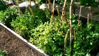 How Do I Plant Pea Seeds in the Fall  Fall Gardening [upl. by Ladin]