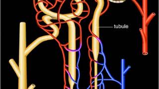 Néphron système de filtration rénale [upl. by Tarrah536]