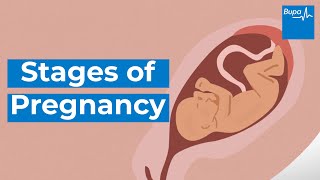 How your baby develops  Stages of pregnancy  Bupa Health [upl. by Douville855]