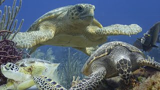 Sea turtles Cheloniidae [upl. by Samira]