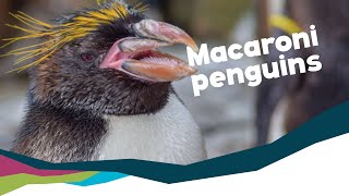 Macaroni Penguins  What you need to know Living Coasts [upl. by Chavez]