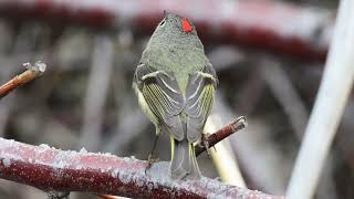 Rubycrowned Kinglet and Blackcapped Chickadee [upl. by Tnert60]