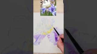 Using Only 3 Watercolors to Paint an Iris Flower [upl. by Hepza]