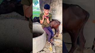 Ola tu peele 🐃 bhains ka moot 🍼😂🤣 viral trending 🔥🔥 funny comedy shorts video [upl. by Trebmal467]