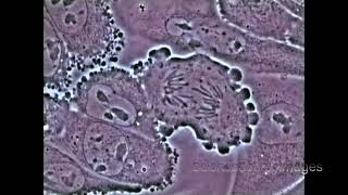 Mitosis in an animal cell Under the Microscope [upl. by Mcnair]