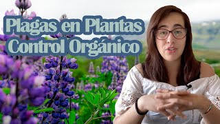 Cómo ELIMINAR PLAGAS Control orgánico🍃 [upl. by Cousin]