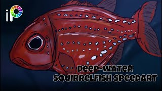 Deepwater squirrelfishSquirrelfish sp speedart [upl. by Arlyne]