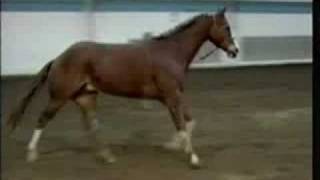 Horse Conformation Stride evaluation as seen on eXtension [upl. by Nagad]