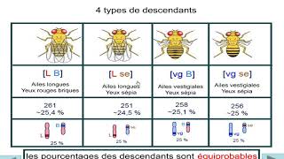 gènes liés et indépendants [upl. by Aisor768]