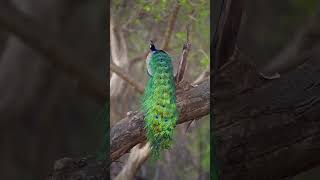 Majestic Peacock in a Serene ForestCalming Natureshortsvideo shortsfeed forestforesttherapy [upl. by Neliac545]