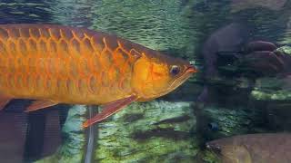 Ueno Zoological Gardens  Scleropages formosus ≪ Asian Arowana ≫  アジアアロワナ [upl. by Popele]