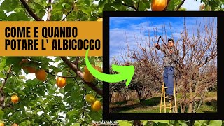 Albicocco  Come e Quando Potare L Albicocco Tutorial Passo Passo Per Farlo CORRETTAMENTE [upl. by Drusie]