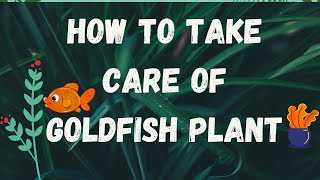 Goldfish plant care guide [upl. by Ophelia]