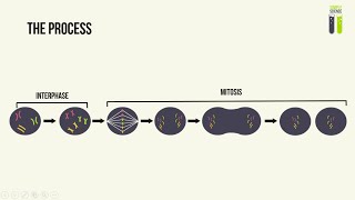 IGCSE Biology Revision  Part 15  Mitosis [upl. by Ennyroc]