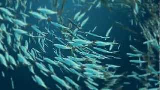 Forage Fish Key to a Healthy Ocean Food Web  Pew [upl. by Liliane858]