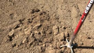 Planting Dwarf Sunray Sunchokes Helianthus tuberosus [upl. by Lorette]