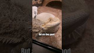 Are bearded dragons good beginner reptiles beardeddragon tutorial reptiles shorts [upl. by Berkin90]