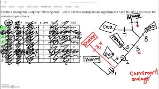 49 AP17 Cladogram from HW explained [upl. by Ahseenat]