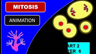 Biology Form 4 Chapter 6 Animation How Does Mitosis Occur 🤔 🌱 😊 [upl. by Munsey]