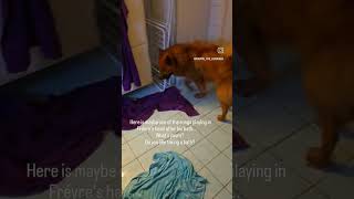 Fréyretheeurasier hates taking a bath eurasier dog bathtime angrydog rageagainstthemachine [upl. by Cardew]