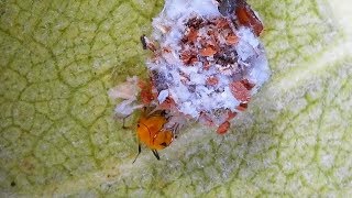 Green Lacewing Debriscarrying Larva feeding on an Aphid [upl. by Hamfurd]