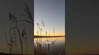 🦆 ducks EVERYWHERE  Bull canvasback Bet there isn’t anything BETTER than this view duckhunting [upl. by Orrocos177]