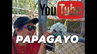 PAPAGAYO [upl. by Papagena]