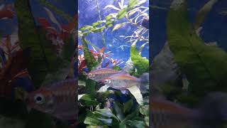 Planted Aquraium nature aquarium garden trendingshorts anubias [upl. by Holmes]